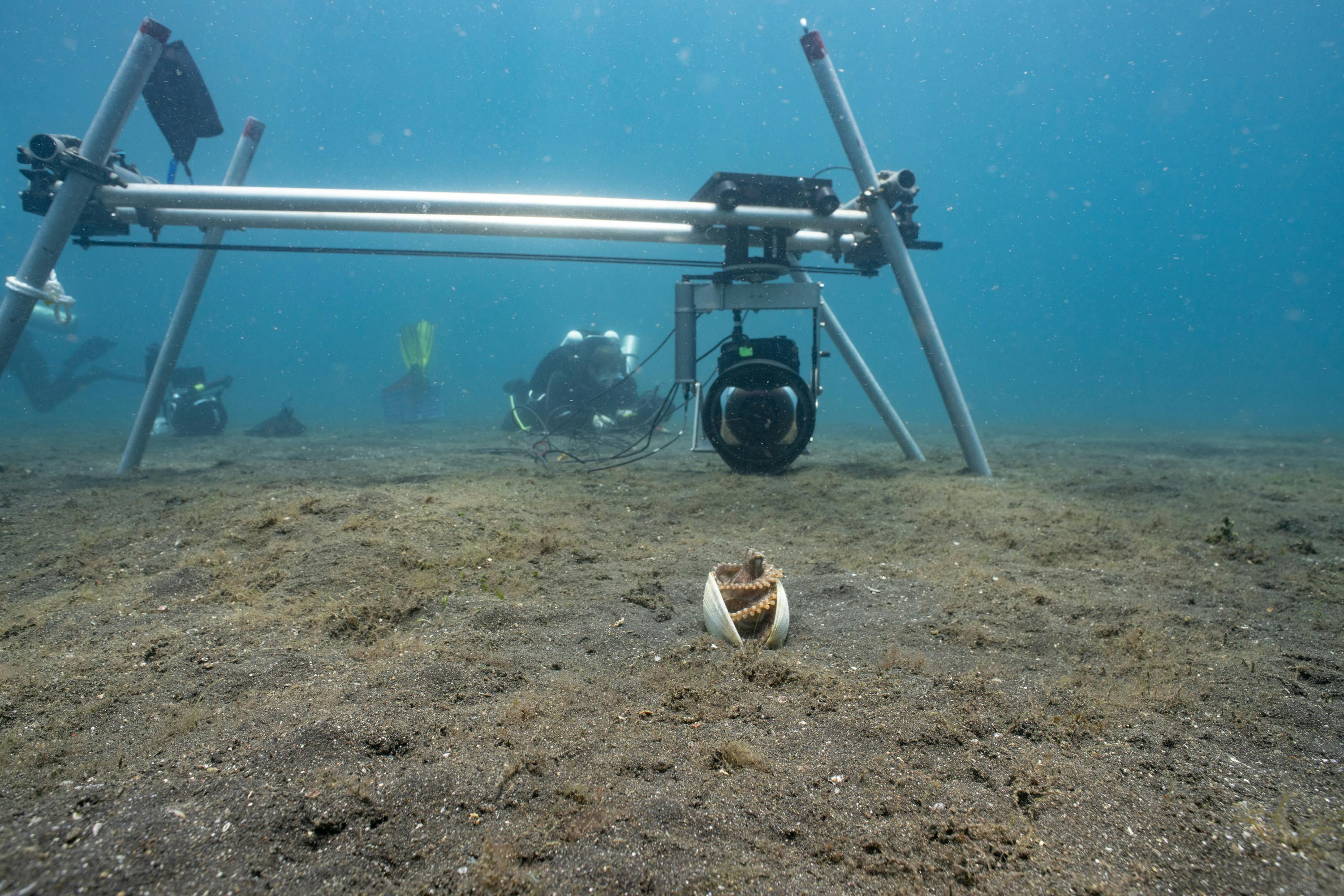 Camera Assistant Woody Spark operates the controls for the team's underwater camera-and-slider system to film a Coconut octopus (Amphioctopus marginatus) sheltering between clam shells. (National Geographic for Disney/Adam Geiger)