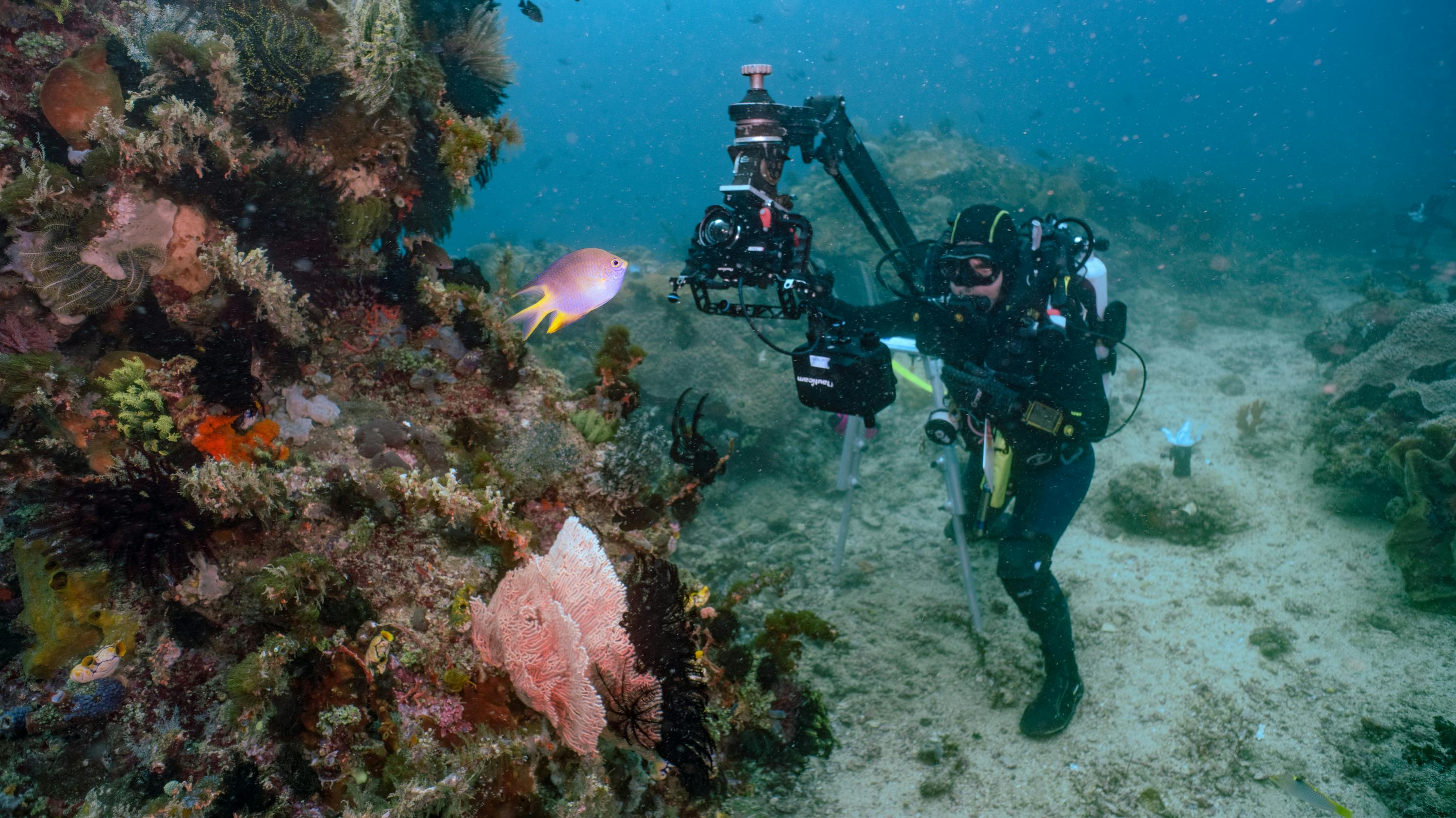 Cinematographer, Rory McGuinnes, operates an underwater jib arm to film a colorful coral reef on the Lembeh Strait. (National Geographic for Disney/Adam Geiger)