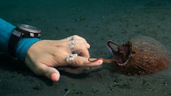 6627d34eb1698c001eeae93a Promo 102 Secretsoftheoctopus 82 Web 6627d34eb1698c001eeae93a Promo 102 Secretsoftheoctopus 82 Web