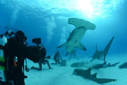 2. Scientists and videographers captured video that was turned into a 3D presentation. 2. Scientists and videographers captured video that was turned into a 3D presentation.