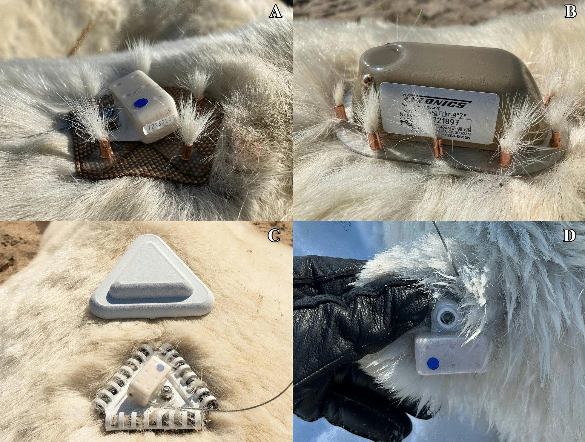 Pentagon (A) and SeaTrkr (B) tags were affixed to the bears using copper ferrules crimped around several clumps of hair, while Tribrush tags (C) were equipped by ensnaring guard hairs in three nylon brushes secured in perforated tubes. These are compared to traditional ear tags (D).
