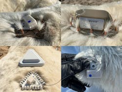 Pentagon (A) and SeaTrkr (B) tags were affixed to the bears using copper ferrules crimped around several clumps of hair, while Tribrush tags (C) were equipped by ensnaring guard hairs in three nylon brushes secured in perforated tubes. These are compared to traditional ear tags (D). Pentagon (A) and SeaTrkr (B) tags were affixed to the bears using copper ferrules crimped around several clumps of hair, while Tribrush tags (C) were equipped by ensnaring guard hairs in three nylon brushes secured in perforated tubes. These are compared to traditional ear tags (D).