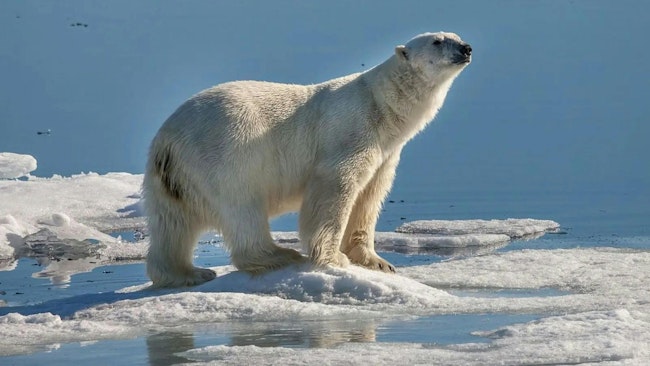 66e0ab6ef080fd2cf98693ad Promo Polarbeartrackingpromoimage Web