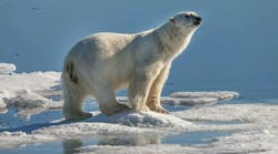 66e0ab6ef080fd2cf98693ad Promo Polarbeartrackingpromoimage Web 66e0ab6ef080fd2cf98693ad Promo Polarbeartrackingpromoimage Web