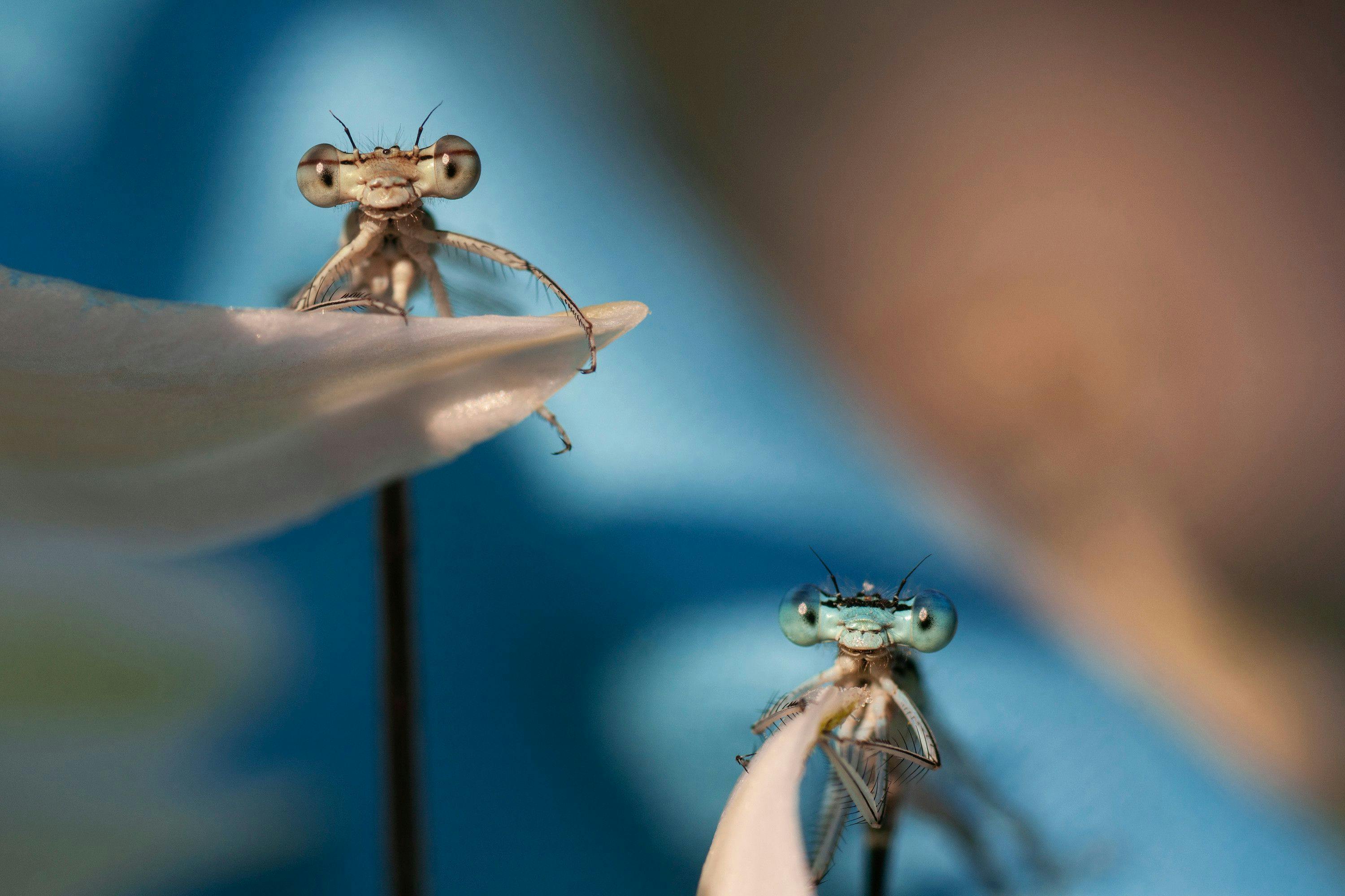 Focus stacking imaging technique
