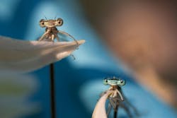 Focus stacking imaging technique Focus stacking imaging technique