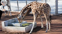promo_emerson_ni_giraffe_camo_daq promo_emerson_ni_giraffe_camo_daq