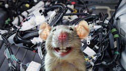 68015c6421ae861666e3df93 Dreamstime Polinakostina 373907838 68015c6421ae861666e3df93 Dreamstime Polinakostina 373907838
