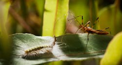 Caterpillar fighting an Assassin Bug Caterpillar fighting an Assassin Bug