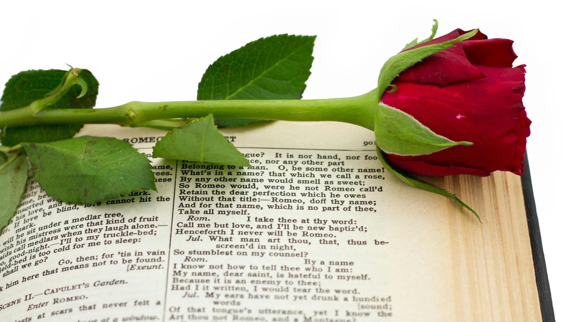 rose_dreamstime_l_25326319