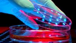 6968064b671bc484c071843e Petridish Dreamstime L 12574137 6968064b671bc484c071843e Petridish Dreamstime L 12574137