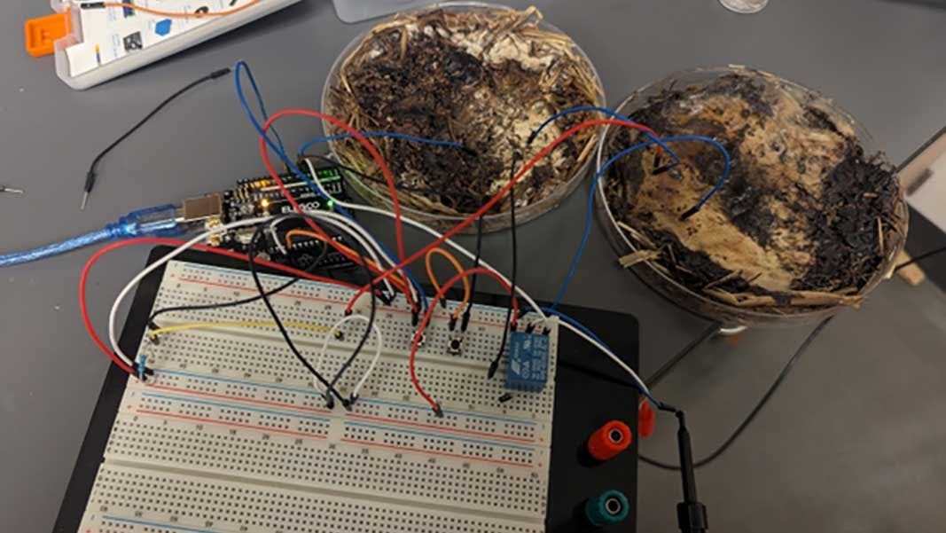 69a5cb68cfd0c94ebdbd2404 Edinterest Fungusmemrister Eyecandy