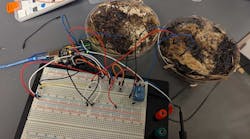 edinterest_fungusmemrister_eyecandy edinterest_fungusmemrister_eyecandy