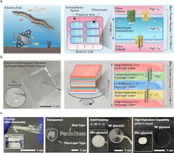 Voltage generation in electrocytes of electric fish Voltage generation in electrocytes of electric fish