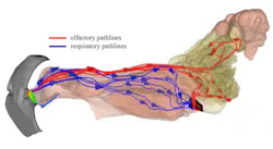 When a dog breathes in, the air separates into distinct paths