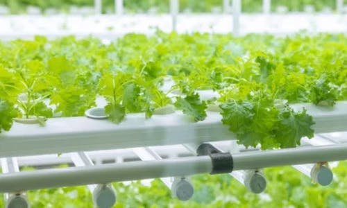 horticulture(webp)