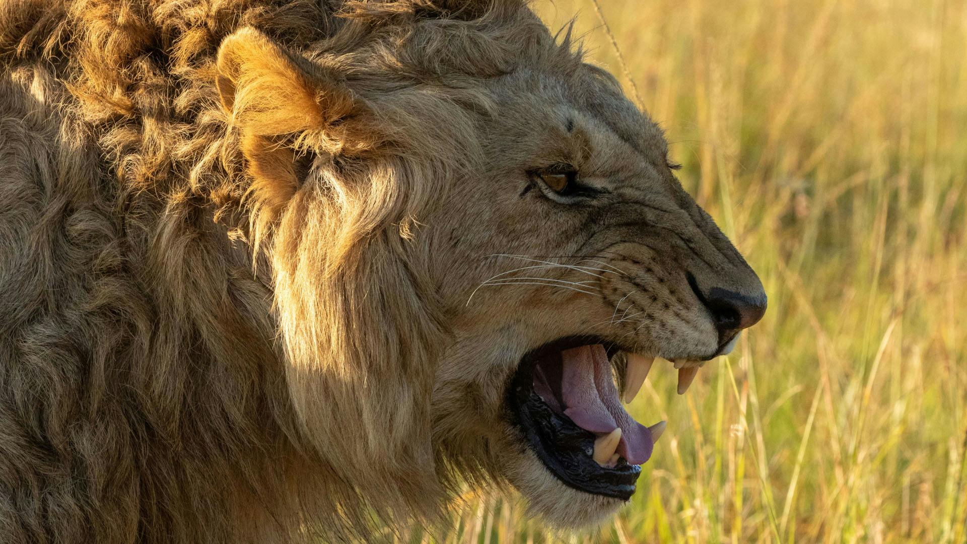 promo_104_chapterfour_tobeking_lion_12web
