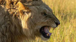 promo_104_chapterfour_tobeking_lion_12web
