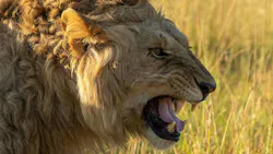 6a84bc8d3425949ae64d6d3f Promo 104 Chapterfour Tobeking Lion 12web