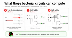 Bacterial circuit can be used to create basic logic-function blocks