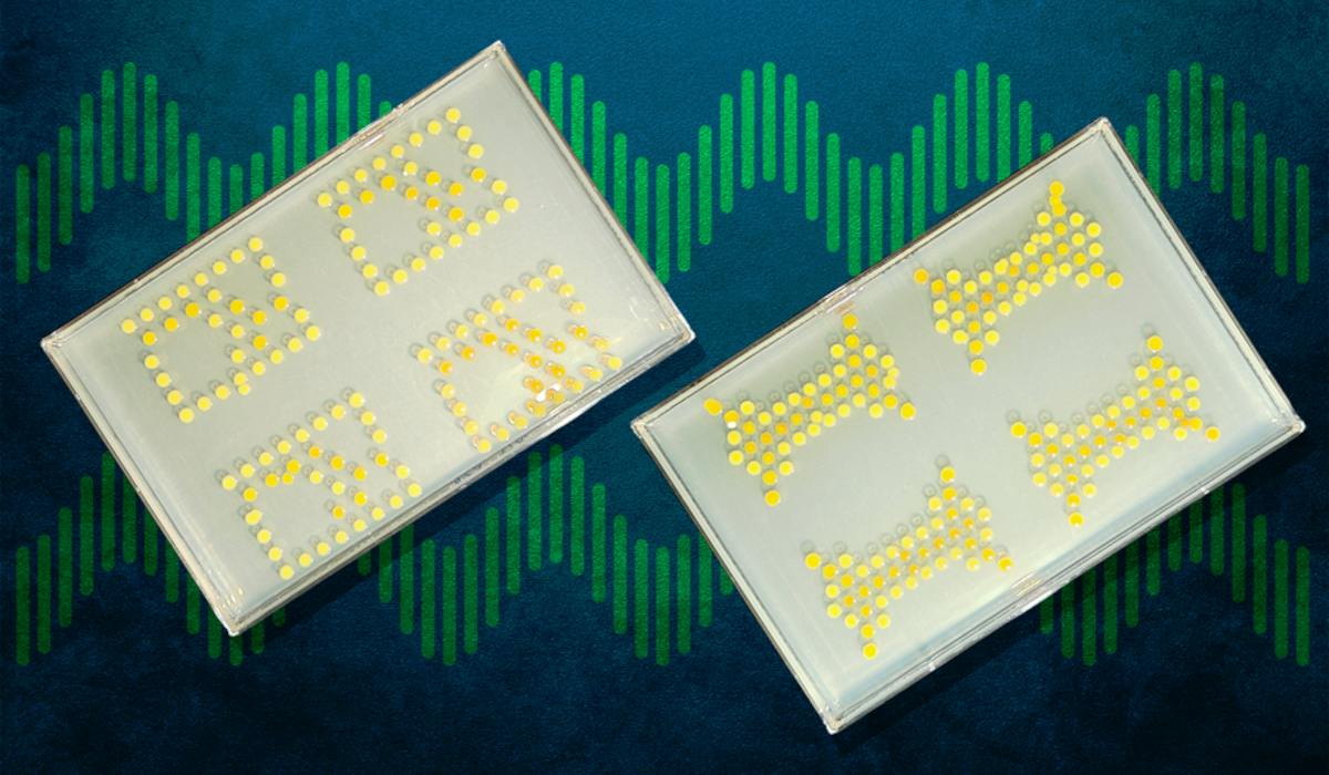 6aa856cb051c36e223ecf400 Ed Interest Bacteria Transistors Eye Candyweb