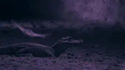 Motionless dwarf crocodile waits for a bat to get within striking distance.