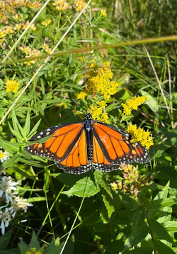 Monarch with the solar-powered tracking backpack