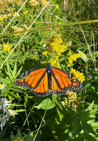 electronicdesign.com - Cabe Atwell - Solar-Powered Radio Tags Track Monarch Butterflies to Mexico