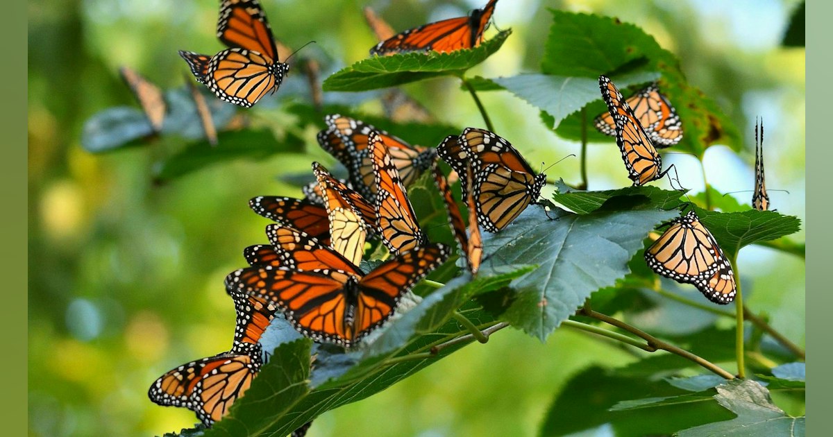 Solar-Powered Radio Tags Track Monarch Butterflies to Mexico