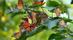 Monarch butterflies gather on leafy branches