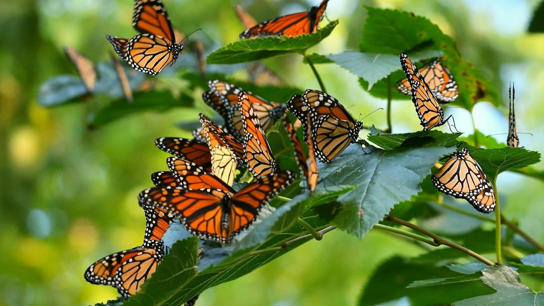 Solar-Powered Radio Tags Track Monarch Butterflies to Mexico